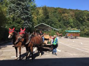 Ross und Wagen